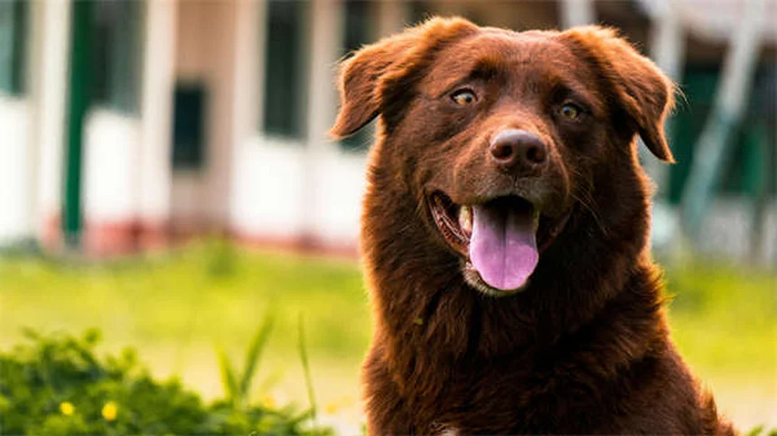 How to Stop a Dog From Barking: 7 Proven Training Tips