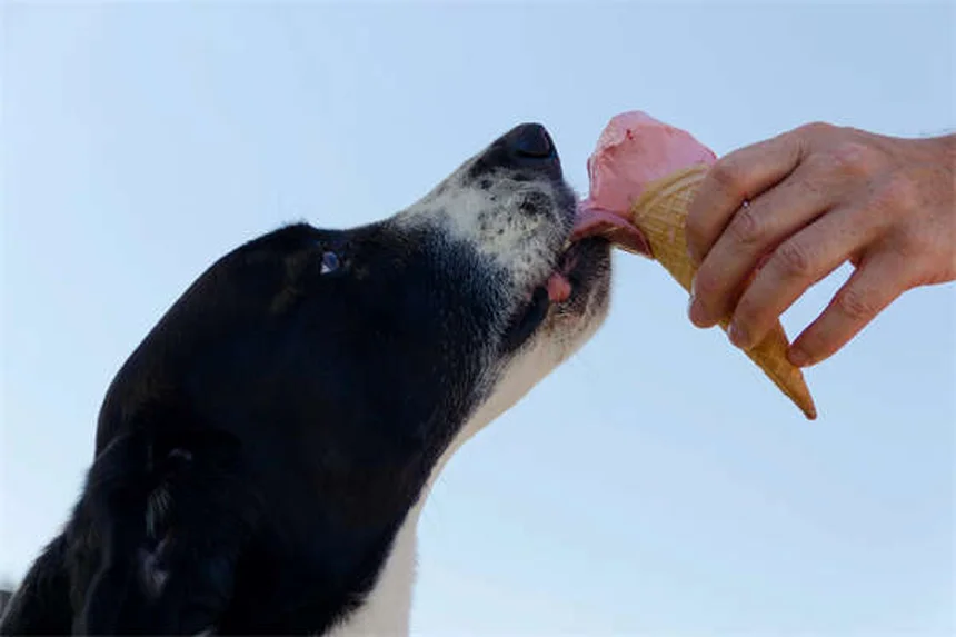How to Stop a Dog From Barking: 7 Proven Training Tips