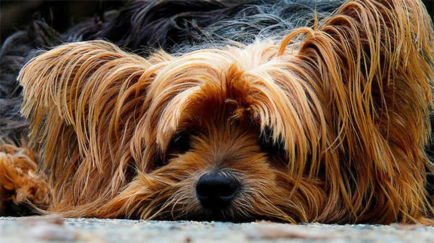 How to Stop a Dog From Barking: 7 Proven Training Tips