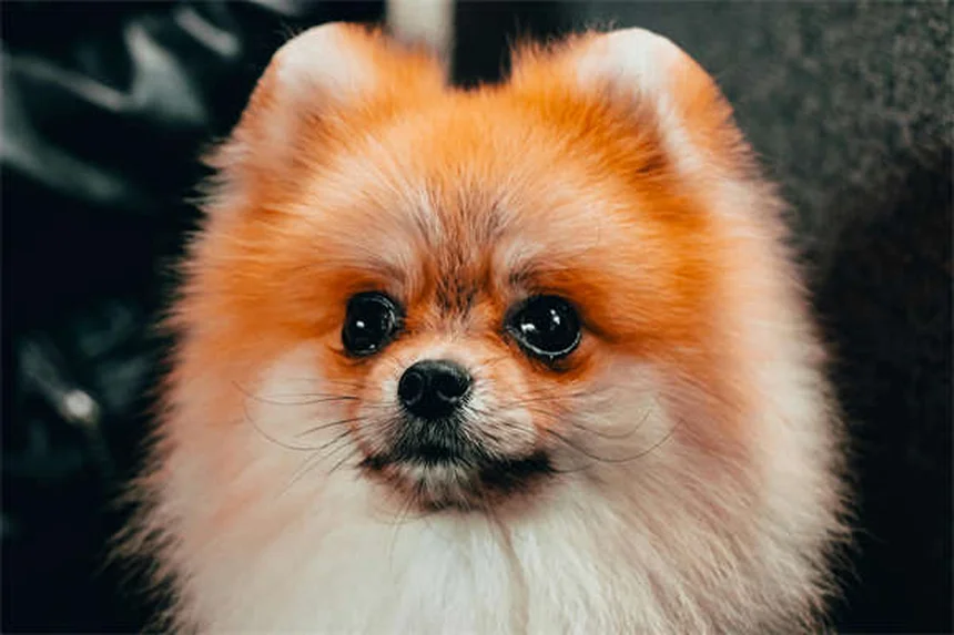 How to Stop a Dog From Barking: 7 Proven Training Tips