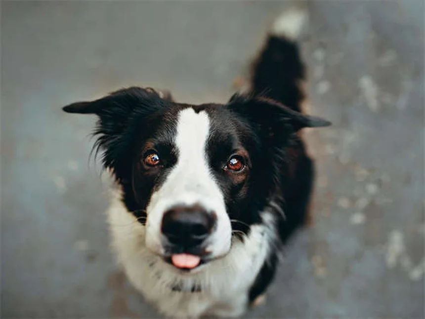 Benazepril for Dogs: Vet-Approved Uses, Dosage & Side Effects