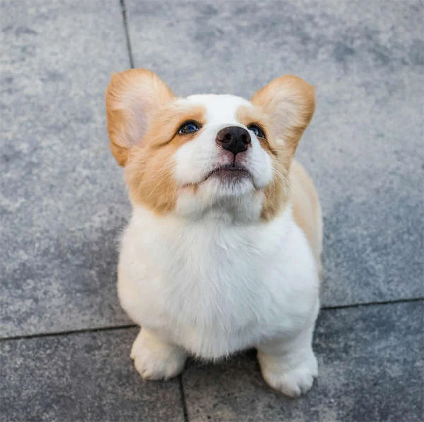 Benazepril for Dogs: Vet-Approved Uses, Dosage & Side Effects