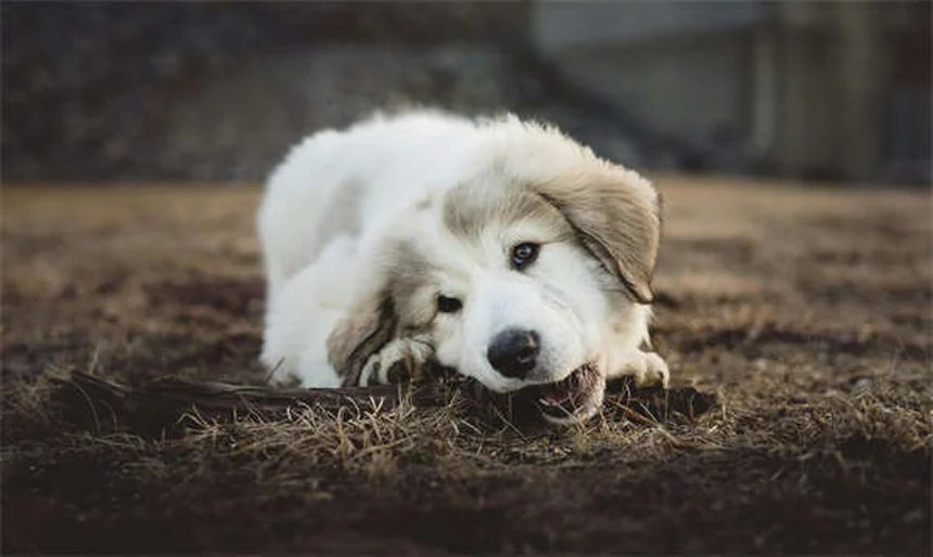 8 Best Irish Dog Breeds for Active Families (2024 Guide)