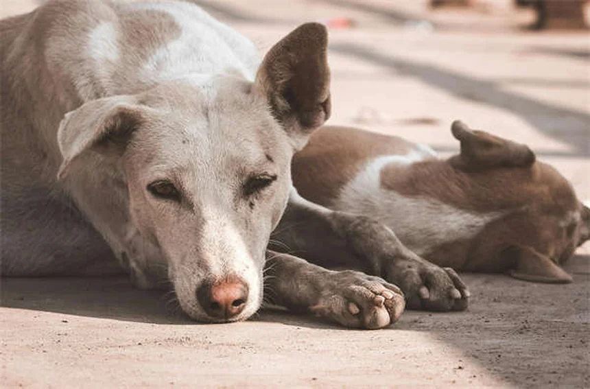 8 Best Irish Dog Breeds for Active Families (2024 Guide)