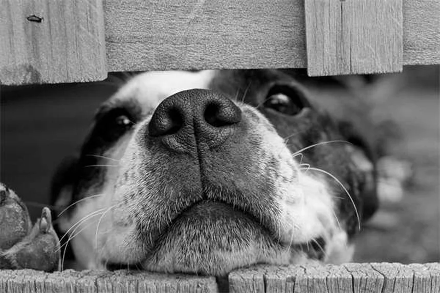5 Signs Your Dog Is Having a Panic Attack (And How to Help)