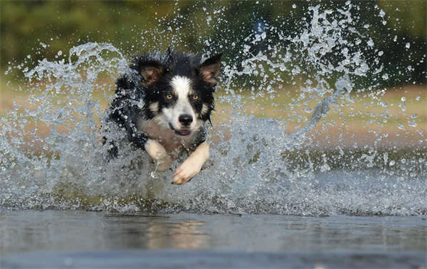8 Senior Dog Food Tips: Keep Your Aging Pup Healthy & Happy