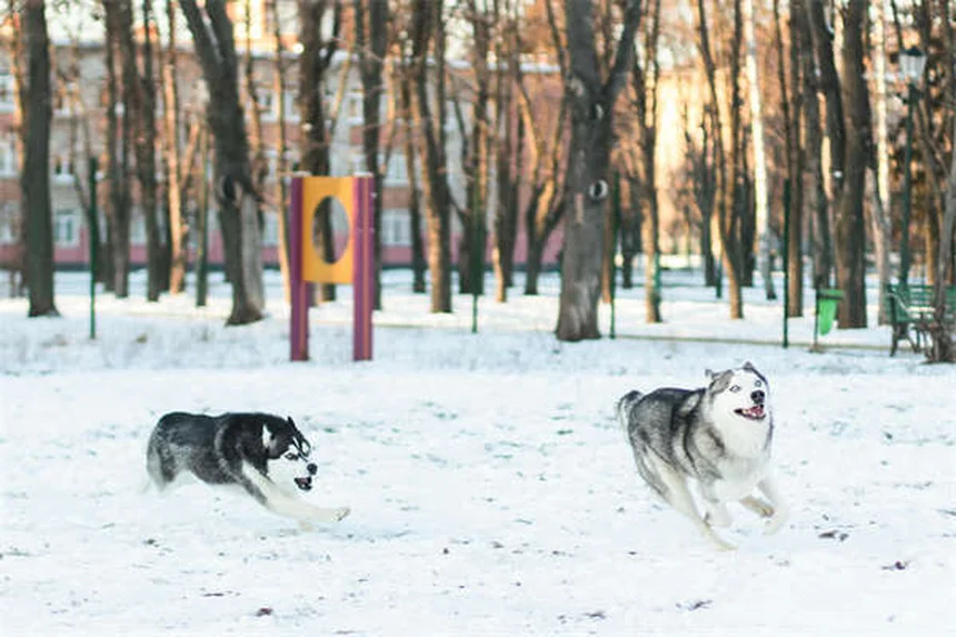 6 Clear Signs Your Dog Trusts You (And How to Build More Trust)