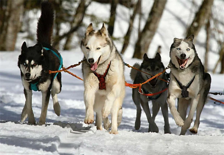 6 Clear Signs Your Dog Trusts You (And How to Build More Trust)