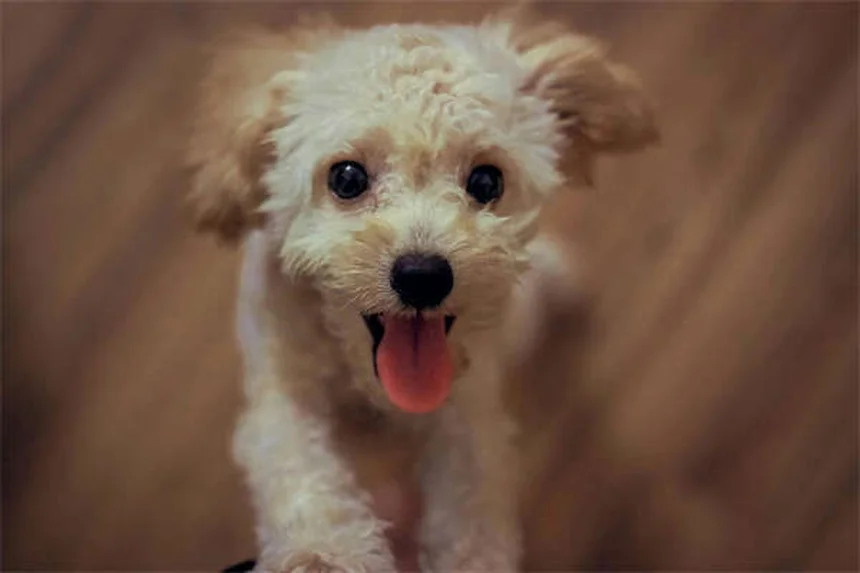 Dog Pollen Allergies: Symptoms, Treatment & Prevention Tips