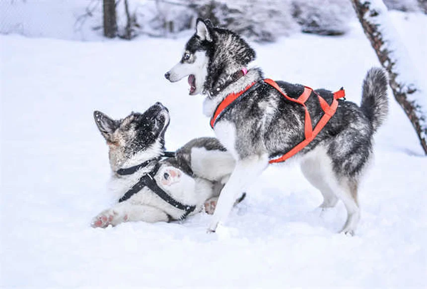 Dog Pollen Allergies: Symptoms, Treatment & Prevention Tips