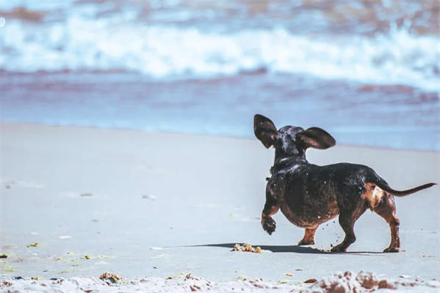 Dog Heat Cycle Explained: Signs, Duration & Care Tips