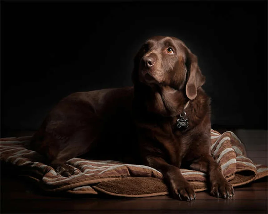 Dog Heat Cycle Explained: Signs, Duration & Care Tips