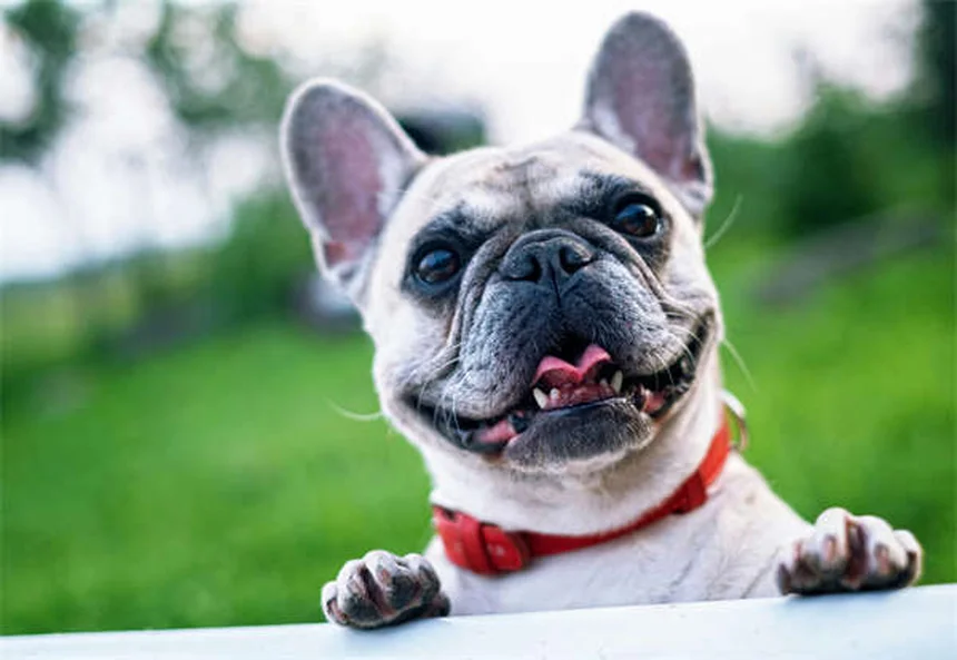 How to Remove a Tick from Your Cat: Safe Step-by-Step Guide