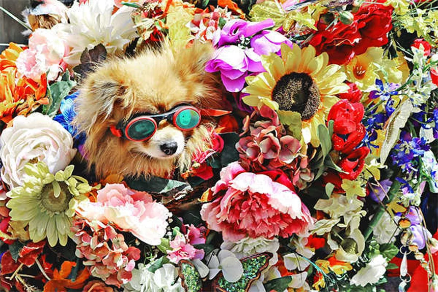 How to Safely Make Your Dog Throw Up: Vet-Approved Guide