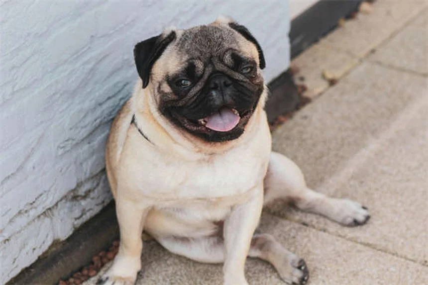 How to Safely Make Your Dog Throw Up: Vet-Approved Guide