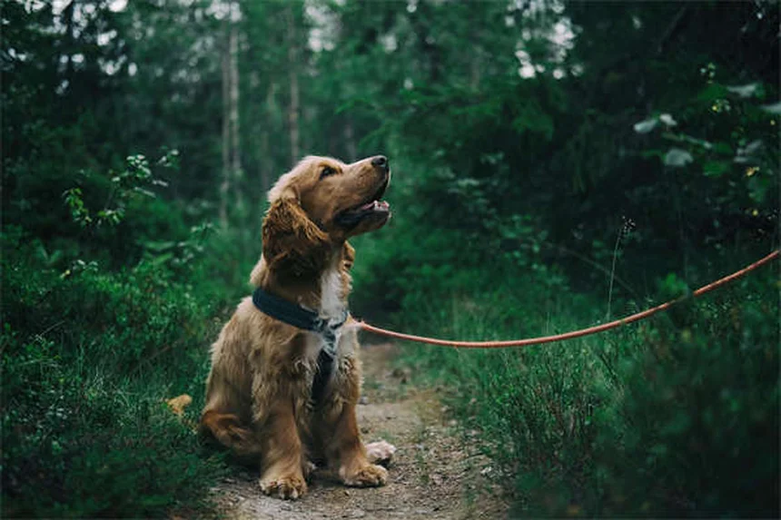 Why Dogs Developed Puppy Dog Eyes: The Science Behind Their Irresistible Look