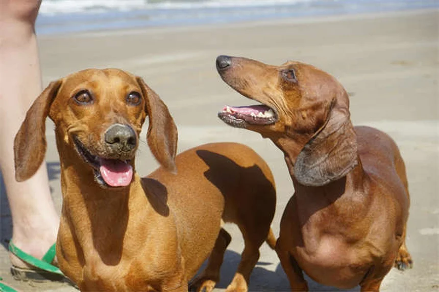 Why Dogs Developed Puppy Dog Eyes: The Science Behind Their Irresistible Look