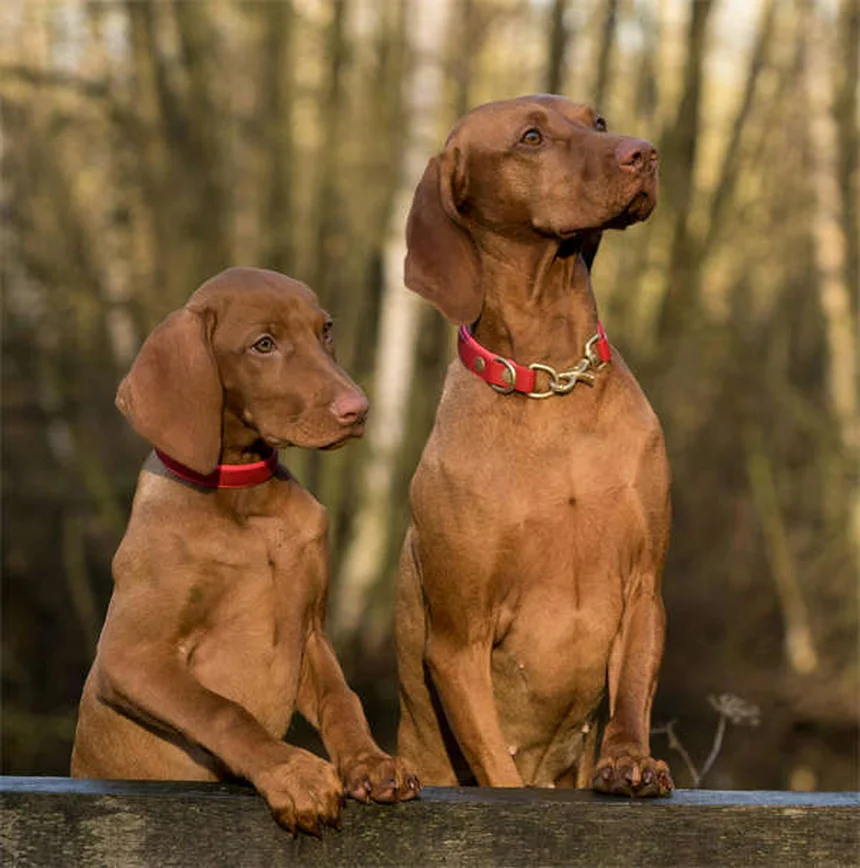 5 Common Dog Weight Gain Mistakes You're Probably Making