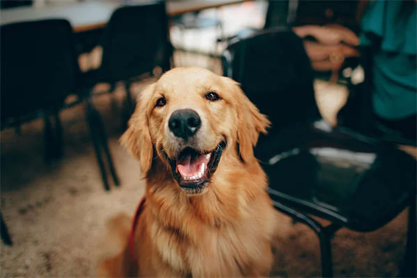 5 Common Dog Weight Gain Mistakes You're Probably Making